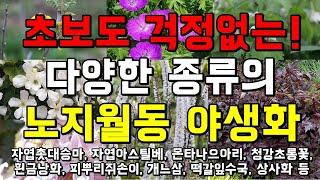 [초보도 OK]  키우기 쉬운 노지월동 야생화와 꽃나무! 실패 없는 정원용 야생화 선택하기!