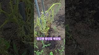 #자연인 #토마토 #고추 #청고병 #풋마름병 #여기까지 키웠는데 뽑아?