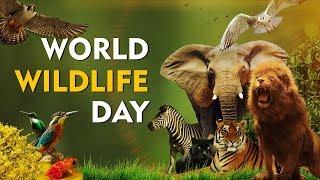 World Wildlife Day on DocuBay: The Glory of Earth's Bioreserves