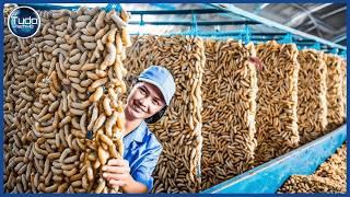 Incrível Processo de Criação de Bicho da Seda – Agricultura Japonesa para Fabricação de Seda