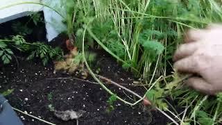 What Am I Harvesting/ Growing In November On Our Allotments