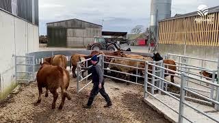 New modern handling facility on a beef finishing enterprise in Co. Kildare