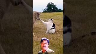 Animal funny shorts #petvideos #dog #cat #funny #animals #shorts