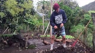 Duck permaculture system in Hawaii