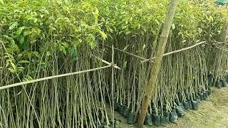 Agar Nursery plant's | Agarwood plant's Nursery | Call- 06001914995