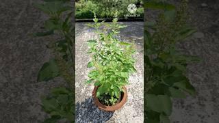 how to grow tulsi plant at home #shorts #youtubeshorts #tulsi #plant