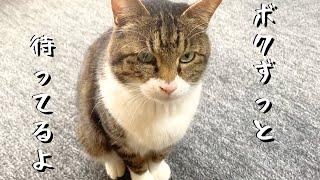 A cat that waits for its owner all the time in the house where the owner left.