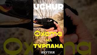 Охота на турпана в Якутии #hunting #весенняяохота #uchur #охота #утки #турпаны