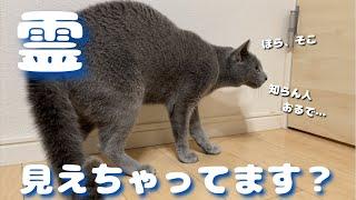 霊感が強い猫【ロシアンブルー】