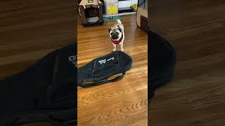 Pug vs Electric Bass Case Round 1 #pug #puglife #electricbass #bass