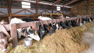 Milking and Feeding Cows On A Small Dairy Farm!