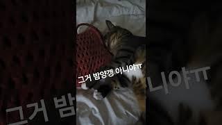 미미야 원하는게  모냥?#밤양갱 #츄르 #비비  #미미 #예쁘냥
