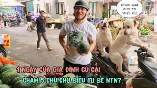 1 ngày của gia đình Củ Cải - Chăm sóc 5 chú chó siêu to sẽ như thế nào?