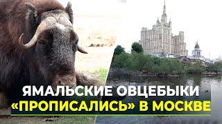 В Московский зоопарк привезут овцебыков с Ямала