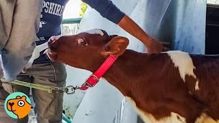 Mini Cow Saved From Dairy Farm Finds New Best Goat Friend | Cuddle Buddies