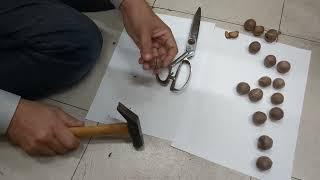 Cracking Jubaea chilensis palm seeds with a hammer