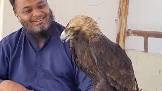 Nauman Bhai Rescued an Imperial Eagle