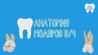 Анатомия и морфология моляров верхней челюсти