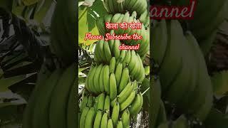 #banana #satisfying #fruit #farming #agriculture #viral #khetibadi #agricultur #kheti  #agricuture