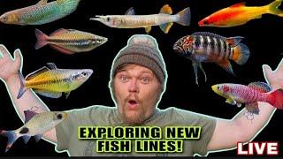 Colorful, Rare, NEW Fish Lines, Perfect for A 20 Gallon. ODDBALL SUPPORT Q&A