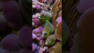 Zeroscope XL Text2Video Moray Eels Ocean Reef