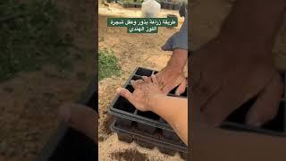 طريقة زراعة بذور وعقل شجرة اللوز الهندي ( الجزء الاول )