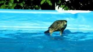 Pergrine Falcon or Taiga Merlin bathing in my swimming pool?