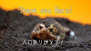 Thank you Haro!