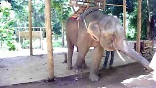 Feeding Elephant @ Tad Sae WaterFalls,Laos- JetSetter Chronicles