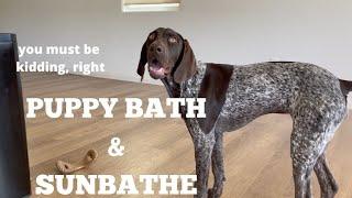 Puppy Takes A Bath And Then Sunbathe - 6 Month German Shorthaired Pointer VLOG