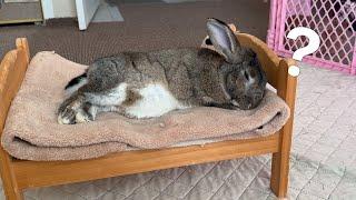 This Rabbit Is OBSESSED With His Bed! 