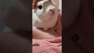 내 발 위에 작고 소중한 봄달이 발️ #shorts #토끼 #bunny #うさぎ #봄달