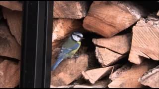 Blue Tit Feeding Young Robins