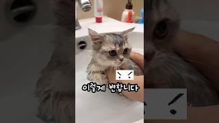 아기고양이 씻기기 ep.1 #고양이 #먼치킨 #먼치킨고양이 #귀여운고양이 #고양이키우기 #아기고양이 #새끼고양이 #munchkin
