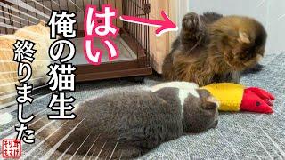 ママの逆鱗に触れて絶対絶命のパパを救うまさかの助け船に大笑いw