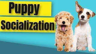 How to Socialize a Puppy Before Vaccinations