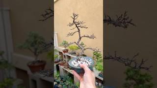 Dealing with bonsai loss #bonsai #bonsaitree #gardening #learning