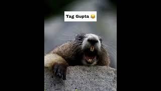 Gupta ji funny video #viral #funnyvideo #trending