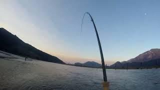 Chum salmon on the fly.
