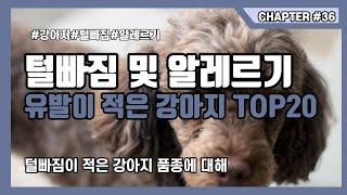 털안빠지는 알레르기유발이 적은 강아지 저자극성 견종 Top20