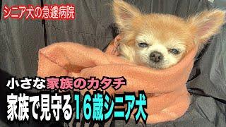 【シニア犬の異変に不安な三日間、でも家族愛を感じられたアラフィフ夫婦と4匹チワワ】