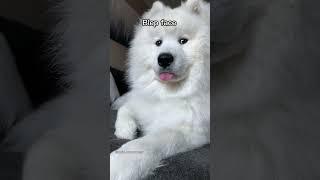 Which one is your favorite? #puppy #shorts #dogs #samoyed #video #cutepuppy #cute #fyp