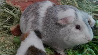 Good Morning New Pigs! Stay Strong Little One (1 Day Old Guinea Pig Babies)