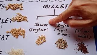 Cereals And Millets of India (Ragi, Bajra, Jowar, Oats, Barley, Wheat, Rice)