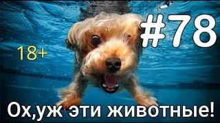 Ох,уж эти животные! 2024 Приколы с животными 18+ Выпуск #78/Funny animals compilation-Best memes