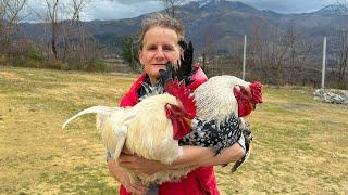 Albanian Chicken Porridge with Garlic 