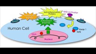 NRF2 Activation and our cellular physiology. Expressing our health from the inside out.