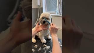 Grooming the round head on a Lhasa apso