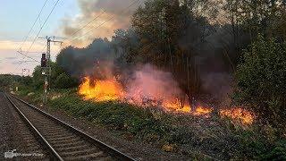 Waldbrand in Köln-Poll - 30.000 m² im Gremberger Wäldchen in Flammen | 07.08.2018