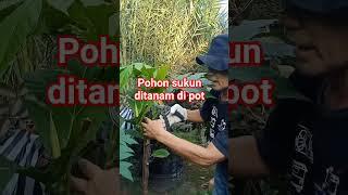 Pohon sukun dari petet ditanam di pot#shorts
